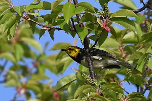 Warbler, Black-throated Green, 2017-05166377 Parker River NWR, MA